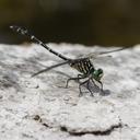 Image of Stylogomphus imported from iNaturalist.