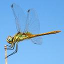 Image of Sympetrum imported from iNaturalist.