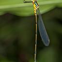 Image of Synlestes imported from iNaturalist.