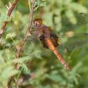 Image of Tauriphila imported from iNaturalist.