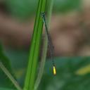 Image of Telagrion imported from iNaturalist.