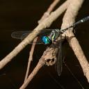 Image of Tetrathemis imported from iNaturalist.