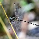 Image of Tonyosynthemis imported from iNaturalist.