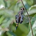 Image of Tramea imported from iNaturalist.