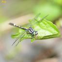 Image of Trigomphus imported from iNaturalist.