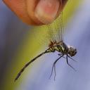 Image of Trithemis imported from iNaturalist.