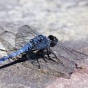 Image of Urothemis imported from iNaturalist.