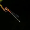 Image of Xanthagrion imported from iNaturalist.