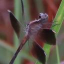 Image of Ypirangathemis imported from iNaturalist.