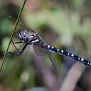 Image of Zephyrogomphus imported from iNaturalist.