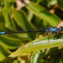 Image of Zoniagrion imported from iNaturalist.