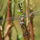 Image of Zygonoides imported from iNaturalist.