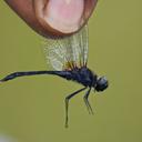 Image of Trithetrum congoense imported from iNaturalist.