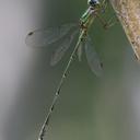 Image of Chalcolestes parvidens imported from iNaturalist.