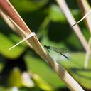 Image of Coenagrion terue imported from iNaturalist.