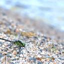 Image of Stylurus oculatus imported from iNaturalist.