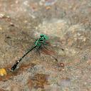 Image of Microgomphus svihleri imported from iNaturalist.