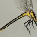 Image of Phanogomphus descriptus imported from iNaturalist.