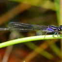 Image of Proischnura polychromatica imported from iNaturalist.