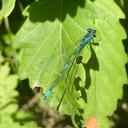 Image of Coenagrion ponticum imported from iNaturalist.