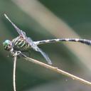 Image of Phyllogomphoides atlanticus imported from iNaturalist.