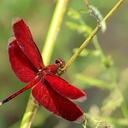 Image of Neurothemis manadensis imported from iNaturalist.