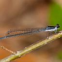 Image of Apanisagrion lais imported from iNaturalist.