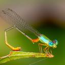 Image of Ceriagrion cerinorubellum imported from iNaturalist.