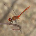 Image of Diplacodes bipunctata imported from iNaturalist.