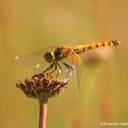 Image of Erythrodiplax corallina imported from iNaturalist.