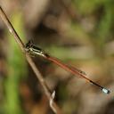 Image of Ischnura aurora imported from iNaturalist.