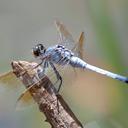 Image of Orthetrum caledonicum imported from iNaturalist.