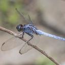 Image of Orthetrum glaucum imported from iNaturalist.