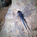 Image of Orthetrum ransonnetii imported from iNaturalist.