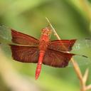 Image of Camacinia gigantea imported from iNaturalist.