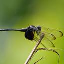 Image of Trithemis africana imported from iNaturalist.