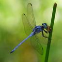 Image of Orthetrum luzonicum imported from iNaturalist.