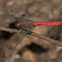 Image of Orthetrum villosovittatum imported from iNaturalist.