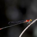 Image of Pseudagrion pilidorsum imported from iNaturalist.