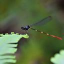 Image of Risiocnemis erythrura imported from iNaturalist.