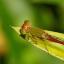 Image of Ceriagrion aeruginosum imported from iNaturalist.