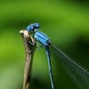 Image of Pseudagrion cingillum imported from iNaturalist.