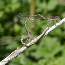 Image of Sympecma paedisca imported from iNaturalist.