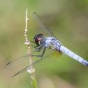 Image of Aethriamanta gracilis imported from iNaturalist.