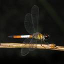 Image of Brachygonia oculata imported from iNaturalist.