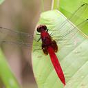 Image of Erythemis mithroides imported from iNaturalist.