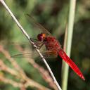 Image of Crocothemis erythraea imported from iNaturalist.