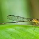 Image of Aeolagrion dorsale imported from iNaturalist.