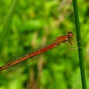 Image of Amphiagrion saucium imported from iNaturalist.