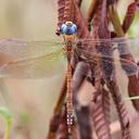 Image of Anaciaeschna jaspidea imported from iNaturalist.